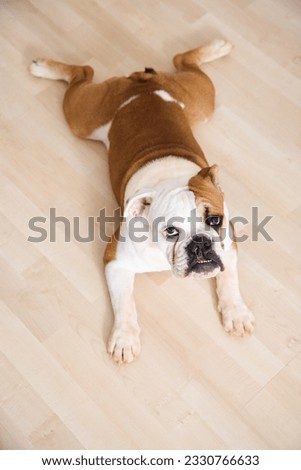 English Bulldog lying outstretched on wood floor looking at viewer.