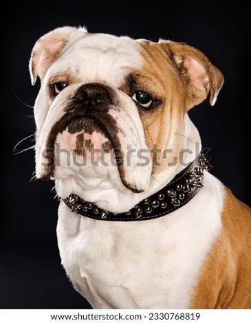 Serious English Bulldog wearing spiked collar.