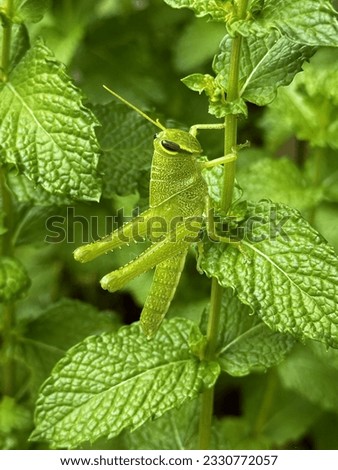 Green grasshopper on spearmint leaf Royalty-Free Stock Photo #2330772057