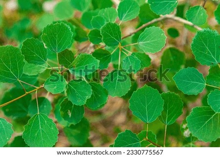 The branch with green leaves of a Aspen tree at summer. Aspen trees. Populus tremula. The leaf stalks are flexible near the leaf blade, which is why the leaves flutter so easily. Trembling Aspen. Royalty-Free Stock Photo #2330775567