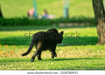 Street black cat on the park of Abu Dhabi. But cats are not allowed in houses.