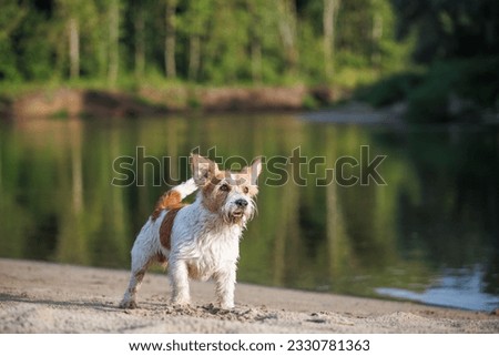 Jack Russell Terrier stands on the river bank against the backdrop of a green forest. Blur background for inscription.