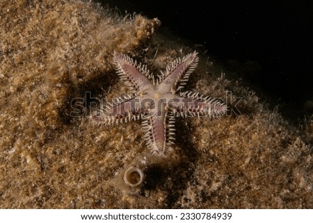 Starfish On the seabed in the Red Sea, Eilat Israel
