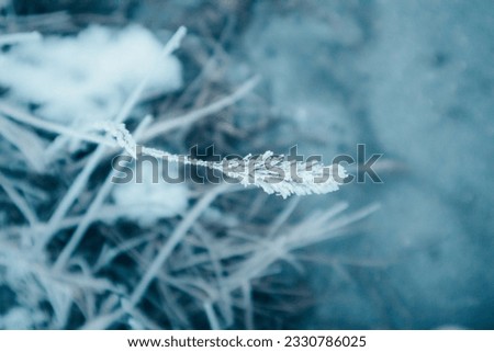 Frost on the grass and flowers, plants in frosty winter day. Frosty, cold weather outside. Climate change concept. Blue natural background in January, February. Snow covered land earth soft focus.