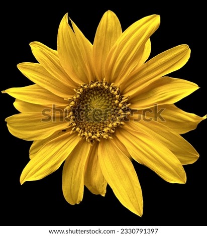 Abstract and contemporary floral sunflower scene
