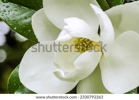 Beautiful white magnolia flower. A close-up photograph capturing the delicate beauty of a pristine white magnolia flower.