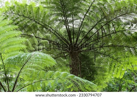 View from below of a tree fern (dicksonia).