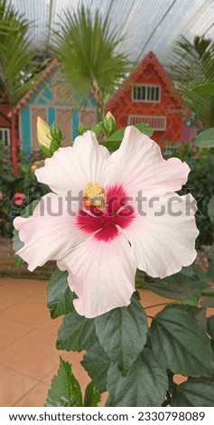 Double color hibiscus White with a Red Center
Color – White with a red center
Scientific Name – Hibiscus.
Hibiscus are high flowering, low maintenance flowers that can make your garden look like a tro