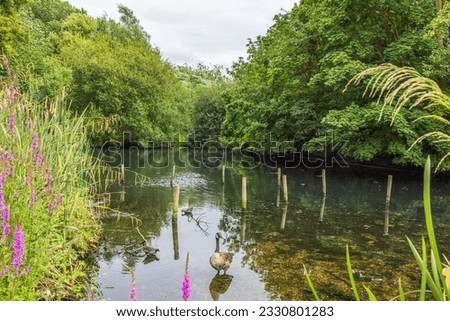 Pymmes Park is located in Edmonton, London Borough of Enfield. It has an  ecologically friendly Wetlands which encourages wildlife. Pictures shot on 11 July 2023.