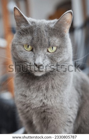 Close-up of a cat face. Portrait of a female kitten. Cat looks curious and alert. Detailed picture of a cats face