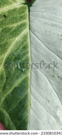 caladium, queen of leaves, colorful, with beautiful leaf patterns with unusual spotted leaves It is a natural picture of the leaves as a background.