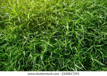 Nature green grass background top view, green grass texture