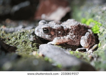 Picture of a toad, Pingtung county, Taiwan.