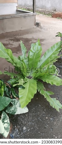 Creative layout made of big green leaves. Village view. Flat lay. Nature concept