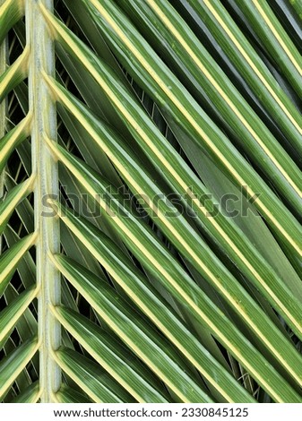 Close-up of green coconut leaves texture
. Nature background