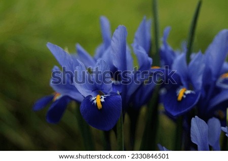Blue Iris Flowers Close-up Photo with Narrow Depth of field