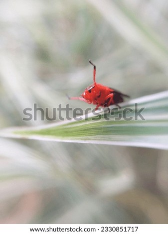 A picture of a colorful little beetle