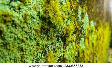 Moss on a wall stock photo images