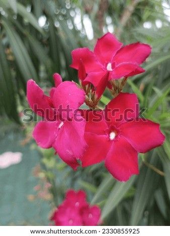 Beautiful red flowers in the rainy season