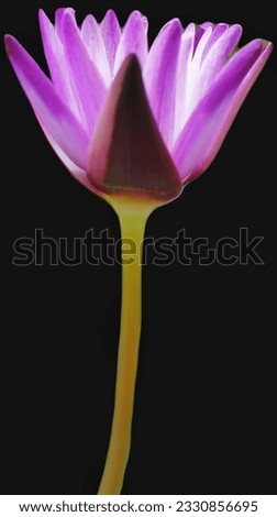 purple and white lotus pictures
