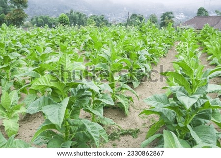 Tobacco plantation on the slopes of Mount Merapi, Selo Boyolali, Central Java, Indonesia with trees, fog and farmer's huts in the background. Concept for Agriculture and cigarette industry. Royalty-Free Stock Photo #2330862867