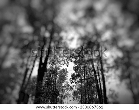 tropical rain forest with black and white lighting
