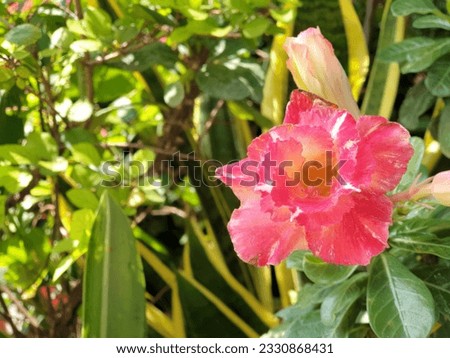 Back to the fragrance and life of nature, make the mood relaxed and happy, the desert rose of Dubai, UAE, is widely used for landscaping beside roads because it can withstand the hot Arabian summer  Royalty-Free Stock Photo #2330868431