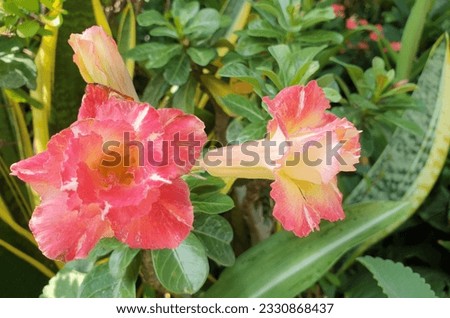 Back to the fragrance and life of nature, make the mood relaxed and happy, the desert rose of Dubai, UAE, is widely used for landscaping beside roads because it can withstand the hot Arabian summer  Royalty-Free Stock Photo #2330868437