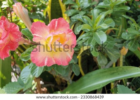 Back to the fragrance and life of nature, make the mood relaxed and happy, the desert rose of Dubai, UAE, is widely used for landscaping beside roads because it can withstand the hot Arabian summer  Royalty-Free Stock Photo #2330868439