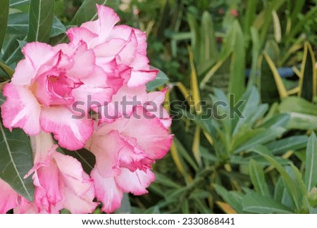 Back to the fragrance and life of nature, make the mood relaxed and happy, the desert rose of Dubai, UAE, is widely used for landscaping beside roads because it can withstand the hot Arabian summer  Royalty-Free Stock Photo #2330868441