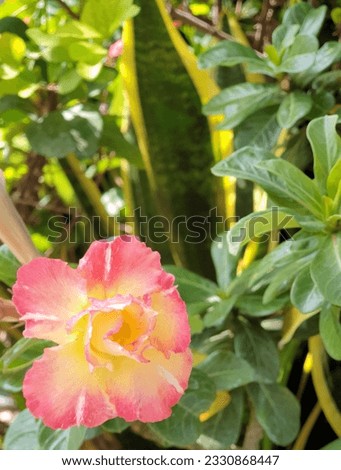 Back to the fragrance and life of nature, make the mood relaxed and happy, the desert rose of Dubai, UAE, is widely used for landscaping beside roads because it can withstand the hot Arabian summer  Royalty-Free Stock Photo #2330868447