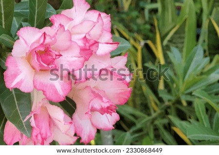 Back to the fragrance and life of nature, make the mood relaxed and happy, the desert rose of Dubai, UAE, is widely used for landscaping beside roads because it can withstand the hot Arabian summer  Royalty-Free Stock Photo #2330868449