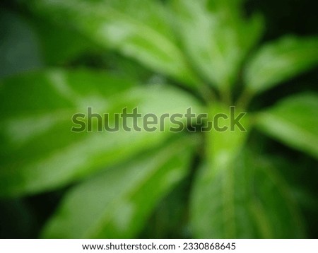 Blurred pictures taken from natural moist leaves.