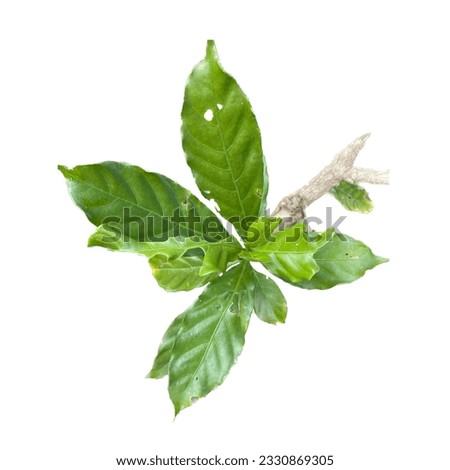 a branch with green leaves and a white background