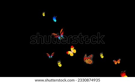 Butterfly Stock Image Black Background	