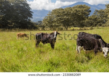 Picture of bulls in a green jungle field in a sunset. Concept of animals and nature.