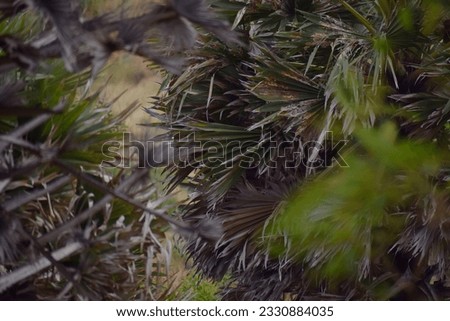 The abstract background,Nature pictures,Sugar palm leaves texture and background,Asian Palmyra palm tree.Toddy palm,natural pattern on dirty leaf.