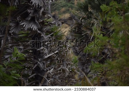 The abstract background,Nature pictures,Sugar palm leaves texture and background,Asian Palmyra palm tree.Toddy palm,natural pattern on dirty leaf.