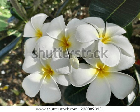 frangipani flowers.by the sea.smell good in the morning