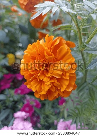 Yellow Flowers Marigold Tagetes Erect Antigua Primrose Stock Image