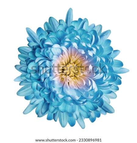 Turquoise    chrysanthemum flower  on white isolated background with clipping path. Closeup.  Nature. 