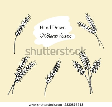 Set of Ears of wheat isolated on white background. Harvest of agriculture, organic farming, healthy food element. Bakery design element Hand drawn vector illustration.