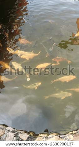 a group of goldfish in a quiet pond. Selective Focus blurry background. Background concept. Copy space for text 