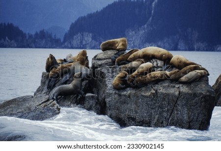 Northern fur seals have a stocky body, small head, very short snout, and extremely dense fur that ends at the wrist lines of their flippers. Their hind flippers can be up to one-fourth body length. Royalty-Free Stock Photo #2330902145