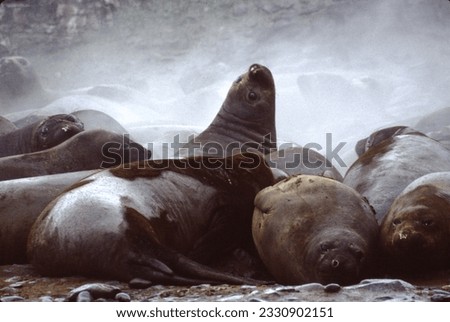Northern fur seals have a stocky body, small head, very short snout, and extremely dense fur that ends at the wrist lines of their flippers. Their hind flippers can be up to one-fourth body length. Royalty-Free Stock Photo #2330902151