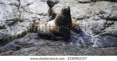 Northern fur seals have a stocky body, small head, very short snout, and extremely dense fur that ends at the wrist lines of their flippers. Their hind flippers can be up to one-fourth body length. Royalty-Free Stock Photo #2330902157