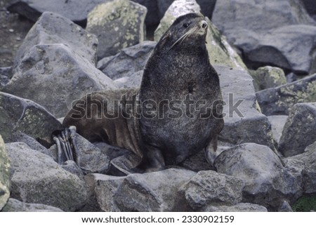 Northern fur seals have a stocky body, small head, very short snout, and extremely dense fur that ends at the wrist lines of their flippers. Their hind flippers can be up to one-fourth body length. Royalty-Free Stock Photo #2330902159