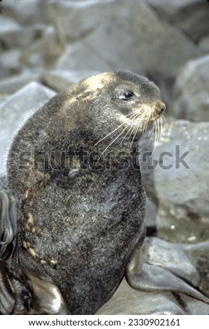 Northern fur seals have a stocky body, small head, very short snout, and extremely dense fur that ends at the wrist lines of their flippers. Their hind flippers can be up to one-fourth body length. Royalty-Free Stock Photo #2330902161