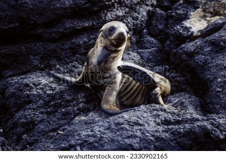 Northern fur seals have a stocky body, small head, very short snout, and extremely dense fur that ends at the wrist lines of their flippers. Their hind flippers can be up to one-fourth body length. Royalty-Free Stock Photo #2330902165