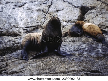 Northern fur seals have a stocky body, small head, very short snout, and extremely dense fur that ends at the wrist lines of their flippers. Their hind flippers can be up to one-fourth body length. Royalty-Free Stock Photo #2330902183
